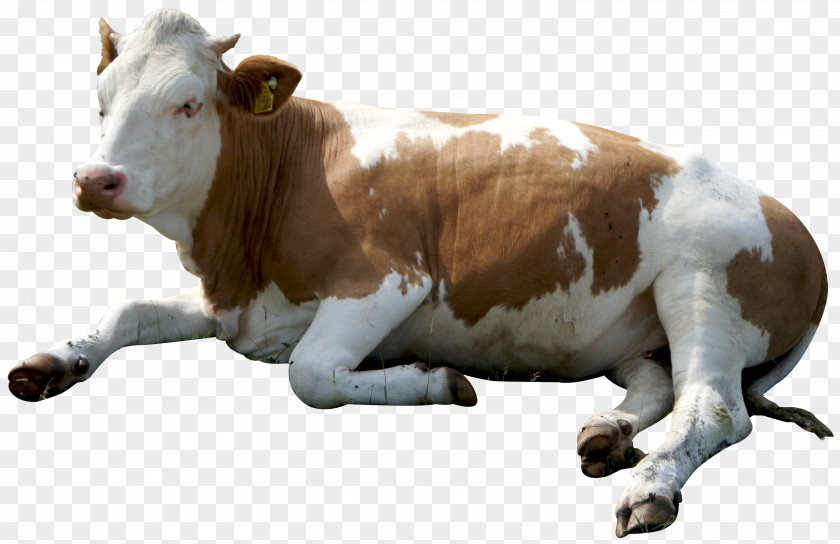 Cow Sitting Cattle Clip Art PNG