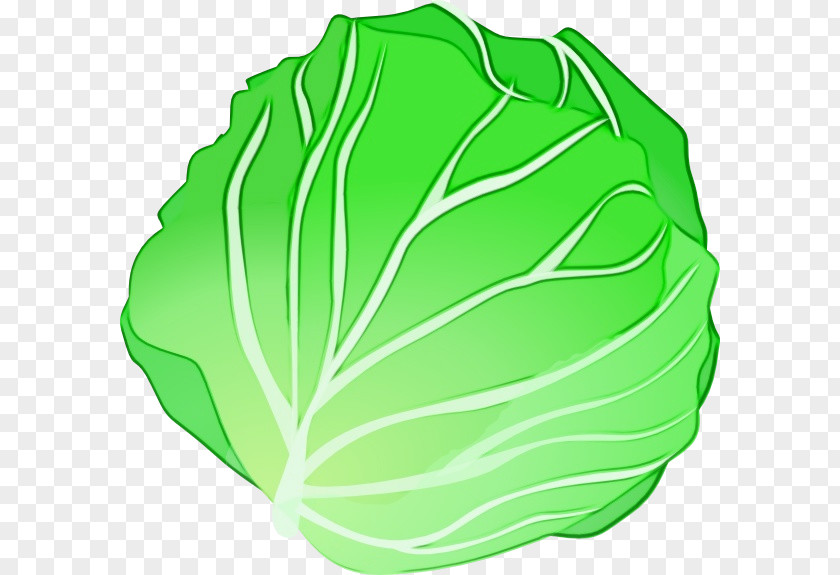 Cruciferous Vegetables Plant Cabbage Green Leaf Vegetable Wild PNG