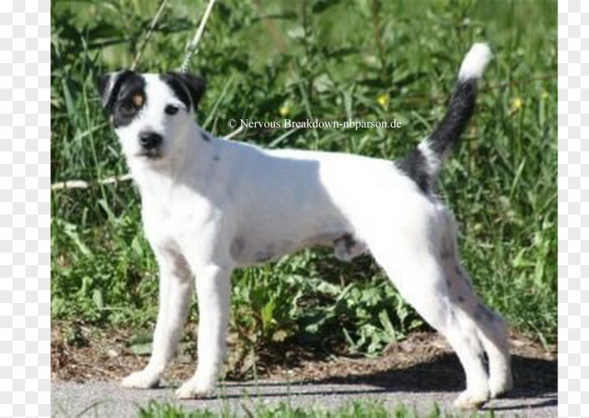 Russell Terrier Parson Miniature Fox Jack Smooth Tenterfield PNG