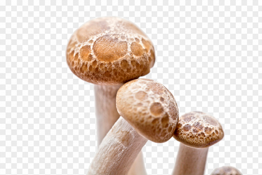 Small Mushrooms Picture Shiitake Fungus Mushroom PNG