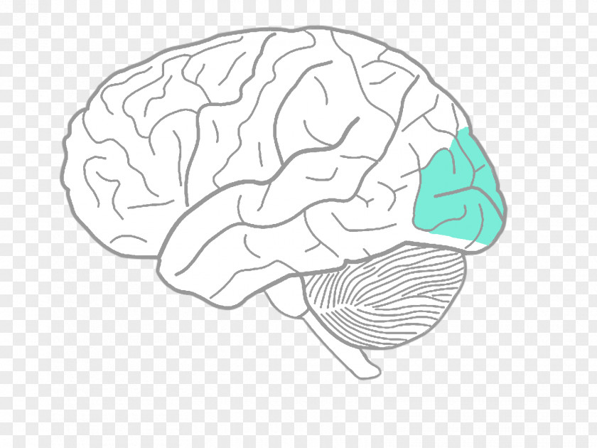 Brain Coloring Book Human Drawing Diagram PNG