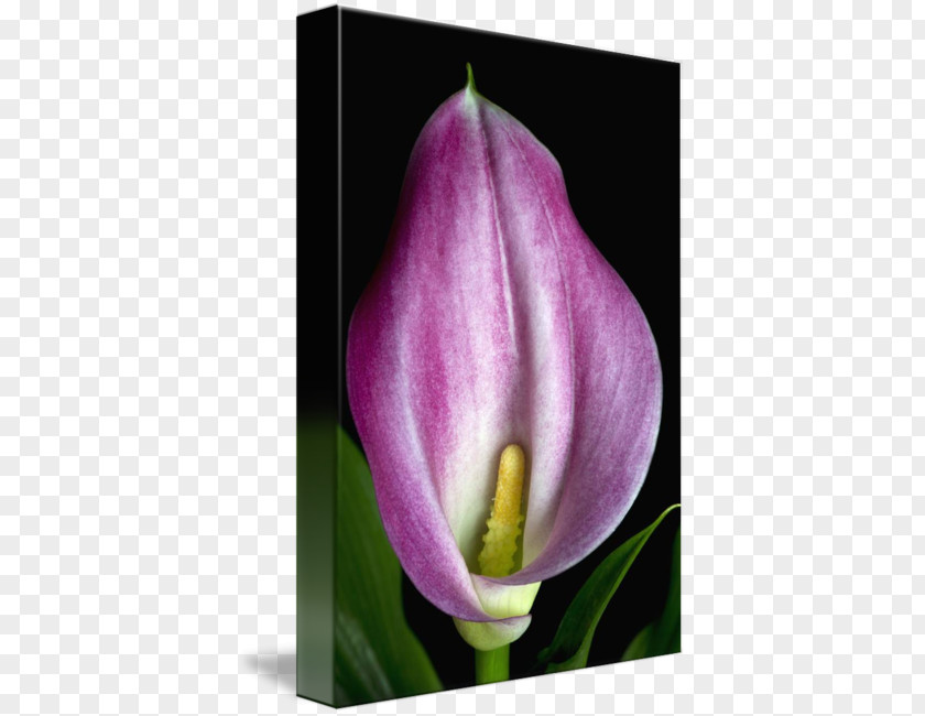 Calla Lily Tulip Desktop Wallpaper Plant Stem Bud Petal PNG