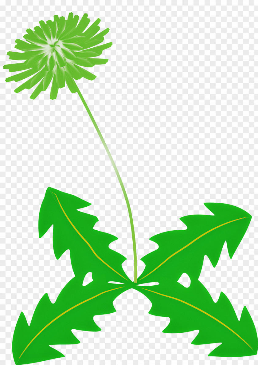 Dandelion Flower PNG