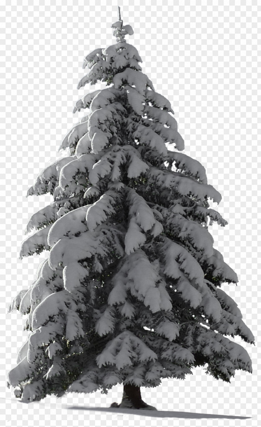Fir-tree Christmas Tree Snow PNG