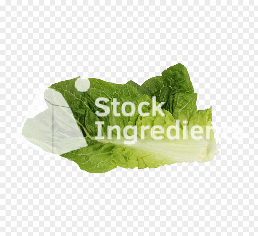 Leaf Romaine Lettuce Spring Greens Vegetable Herb PNG