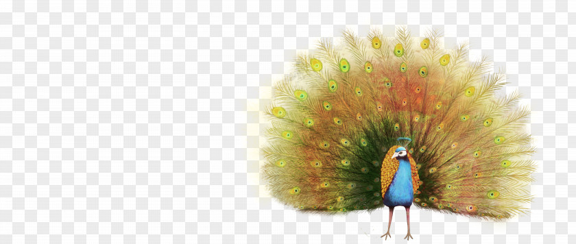 Peacock Peafowl Animal Illustration PNG