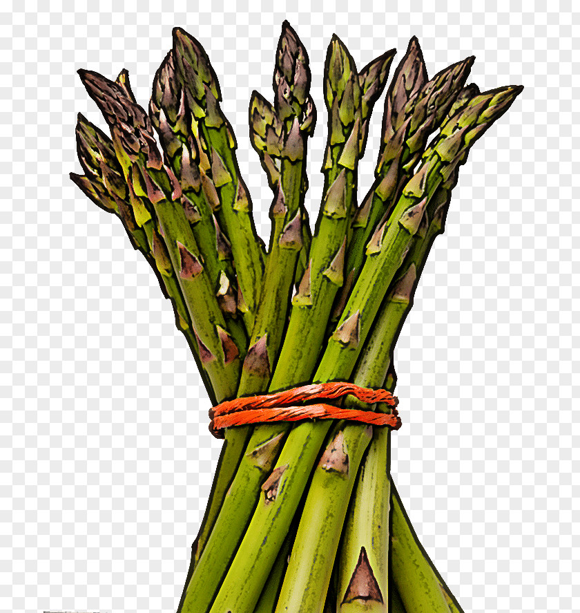 Plant Stem Food Asparagus Vegetable Flower PNG