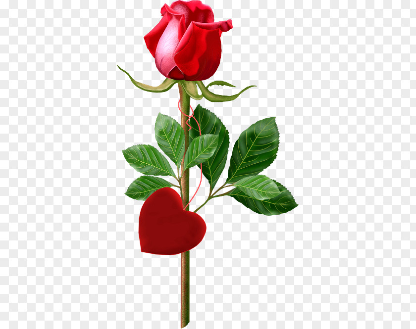 Red Rose Happy Birthday To You Party Wedding Anniversary PNG