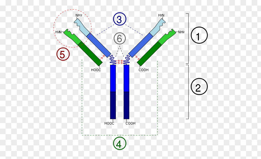 Sterilized Virus Antibody Immunoglobulin G M D A PNG