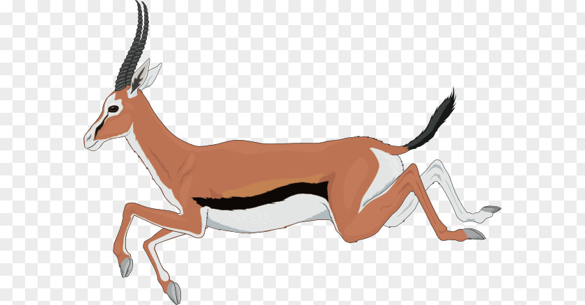 Antelope Cliparts Gazelle Springbok Clip Art PNG