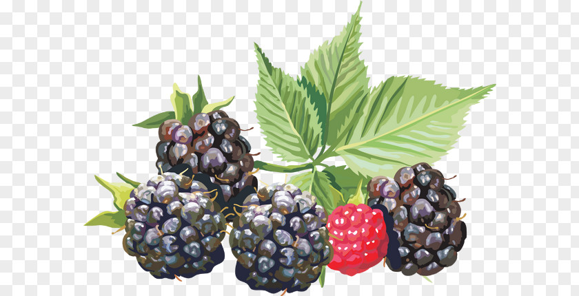 Blackberry Fruit Amora Auglis Clip Art PNG