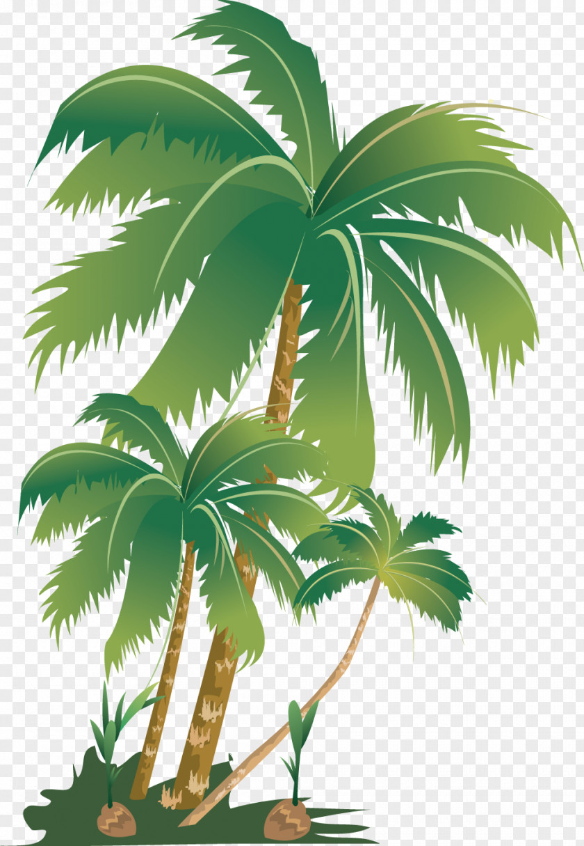 Coconut Tree Arecaceae Plant Areca Palm Fertilisers PNG