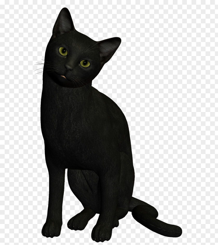 Kitten Bombay Cat Black Korat Burmese Havana Brown PNG