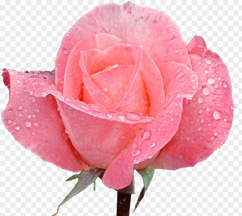 Rose Desktop Wallpaper Pink Flowers PNG
