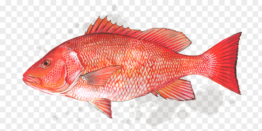 Seawater Fish Northern Red Snapper Gulf Of Mexico Products Lane PNG