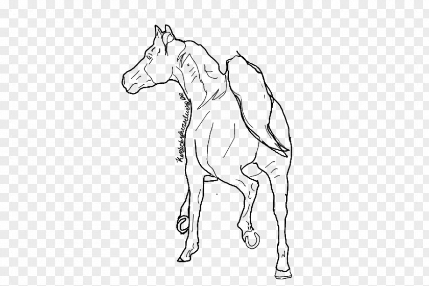 Arabian Horse Mule Foal Mustang Stallion Colt PNG