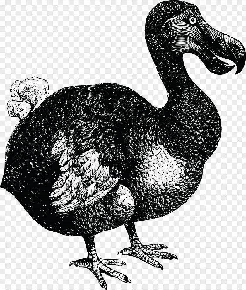 Bird Dodo Flightless T-shirt Clip Art PNG