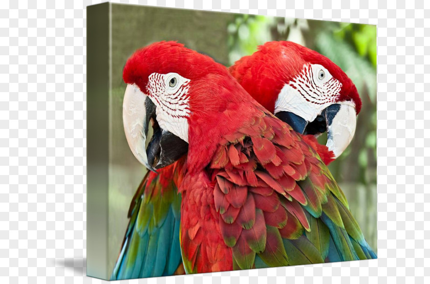 Bird Macaw Parakeet Loriini Gallery Wrap PNG