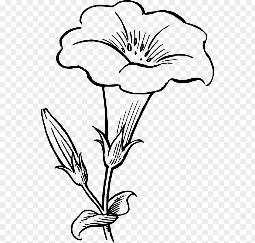 Flower Drawing White Clip Art PNG