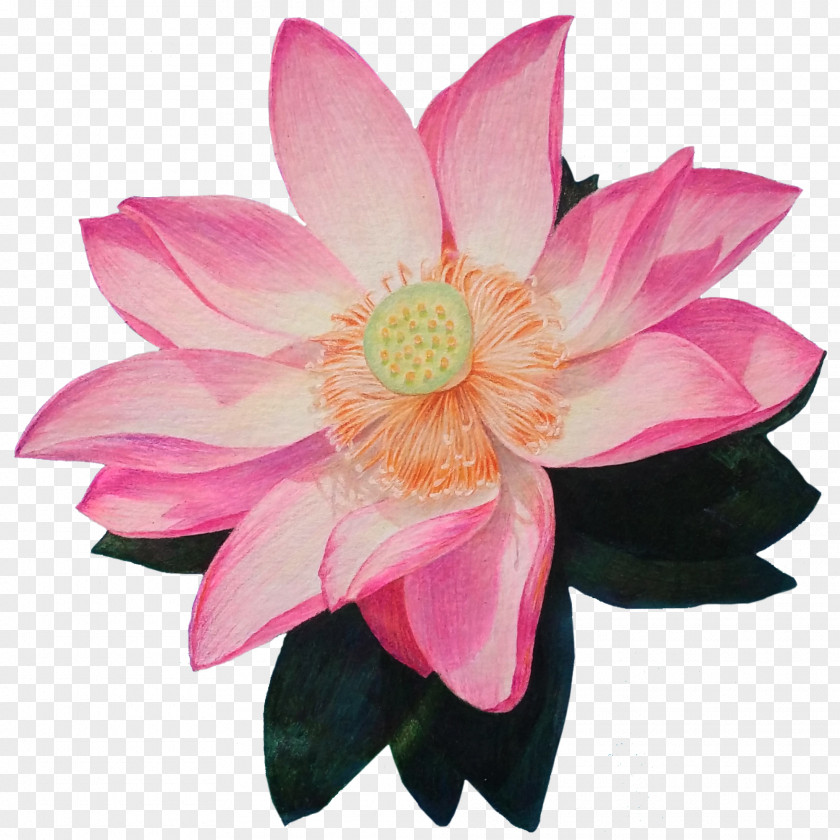 Free Hand Drawn Lotus Decorative Patterns Nelumbo Nucifera Drawing PNG