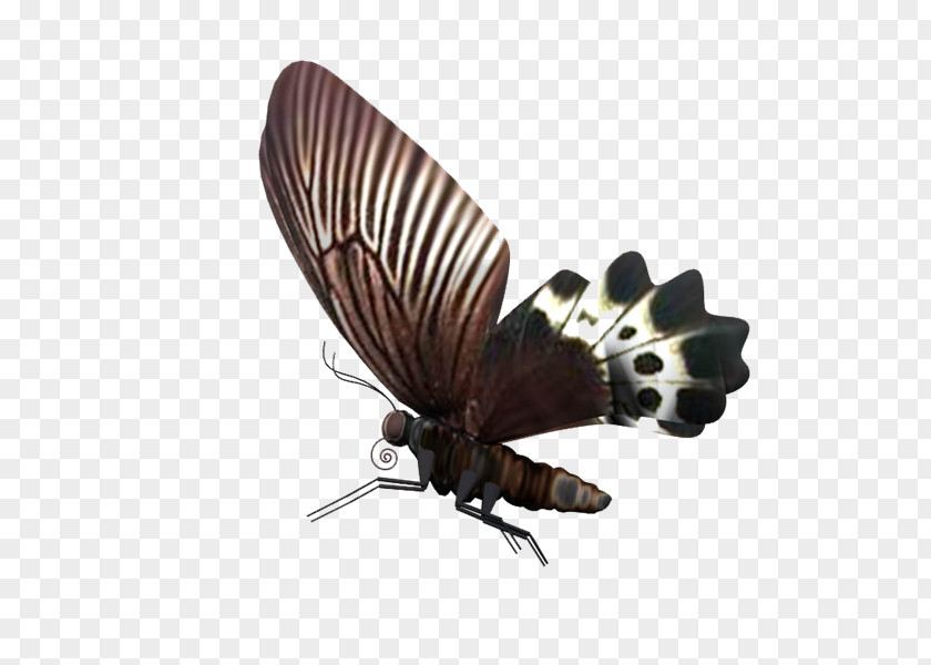 Gc Butterfly Insect Moth Biology PNG