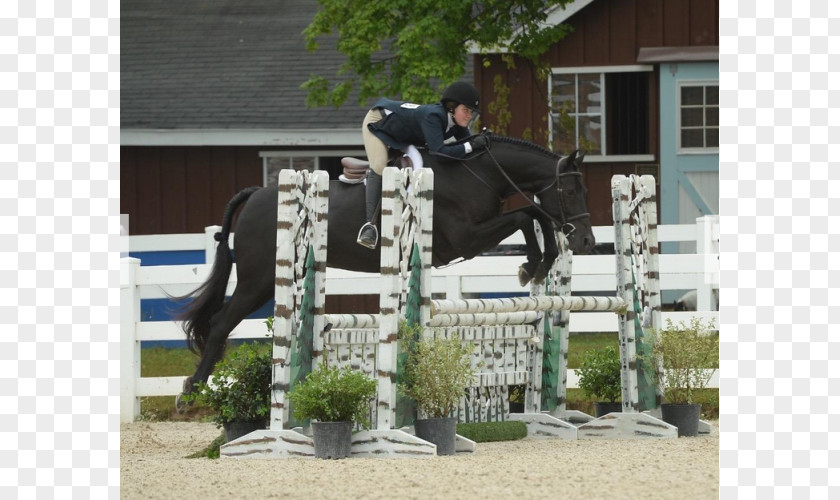 Horse Show Jumping Stallion Hunt Seat Mare PNG