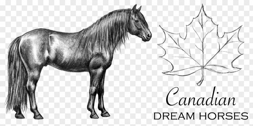 Mustang Canadian Horse Pony Stallion Pack Animal PNG
