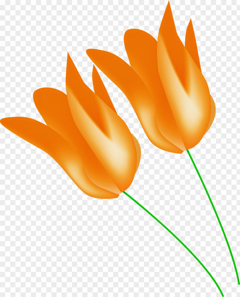 Orange PNG