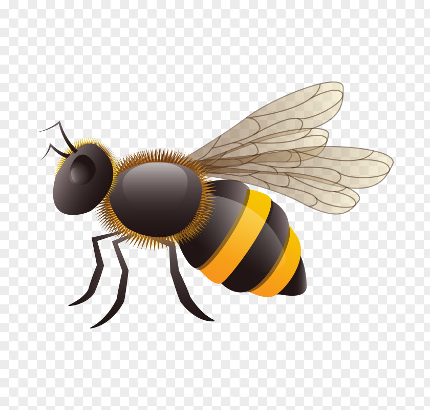 Bee,Cartoon European Dark Bee Insect Vecteur PNG