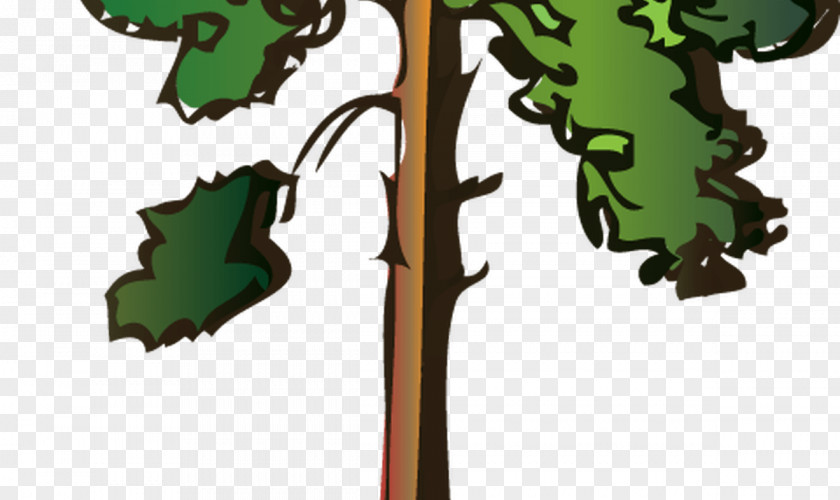 Cartoon Redwood Tree Clip Art Scots Pine Illustration Spruce Conifers PNG
