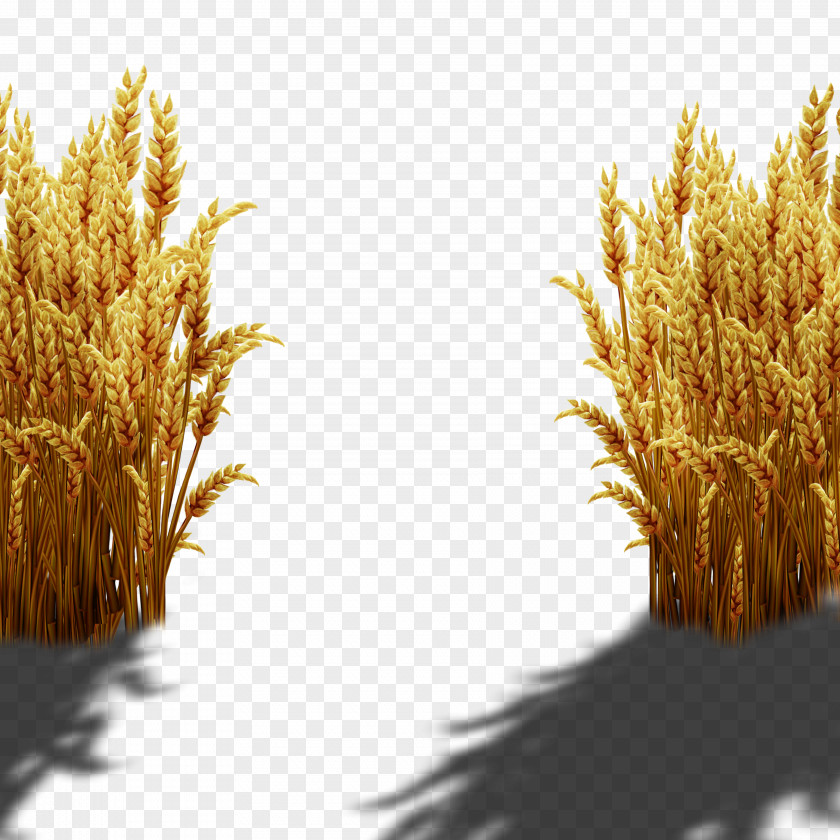 Hand-painted Wheat PNG