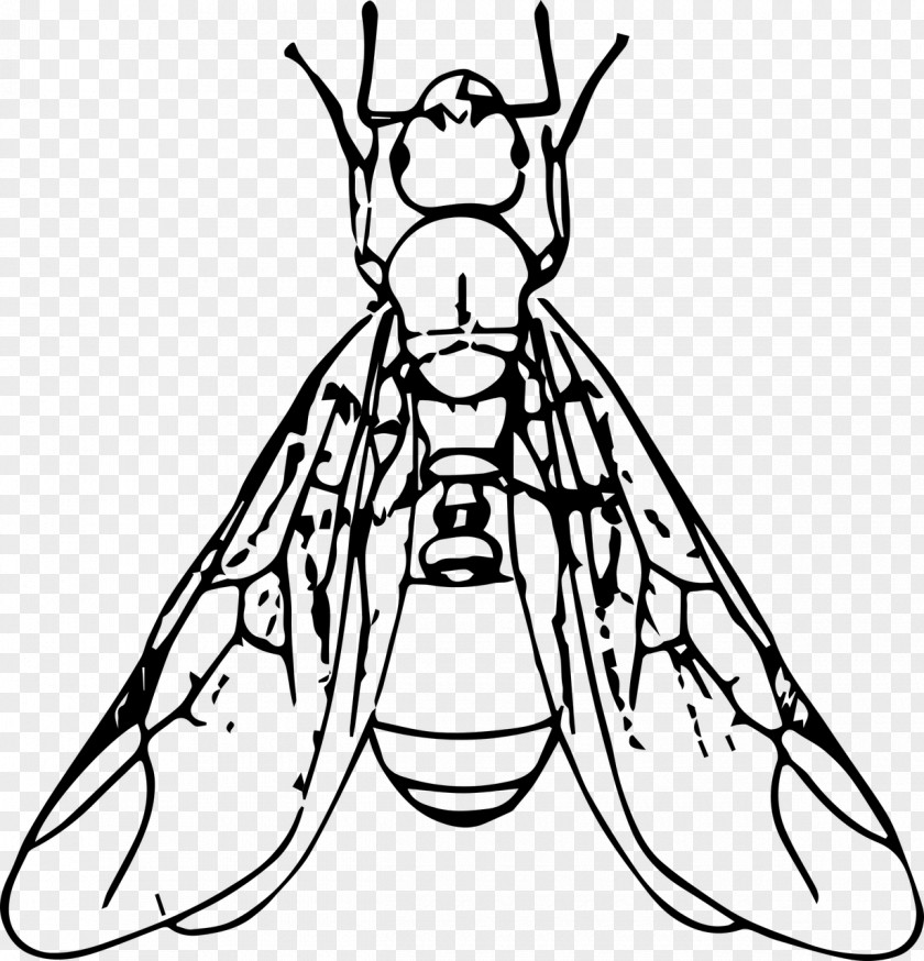 Insect Black Garden Ant Termite Clip Art PNG
