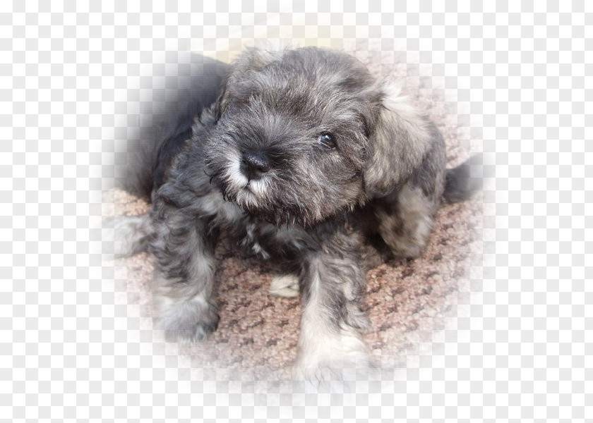 Miniature Schnauzer Schnoodle Standard Glen Tibetan Terrier PNG