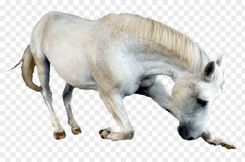 Mustang Pony Mare Mane Stallion PNG
