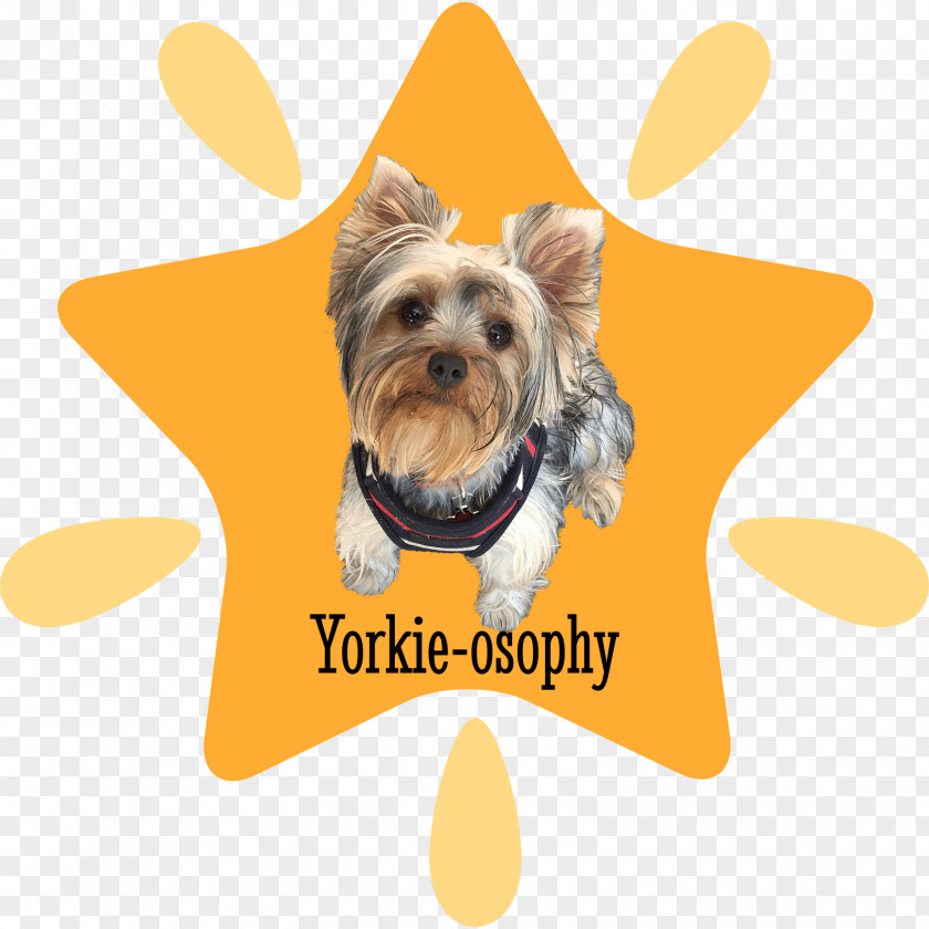 Yorkie Your Yorkshire Terrier Puppy Dog Breed PNG