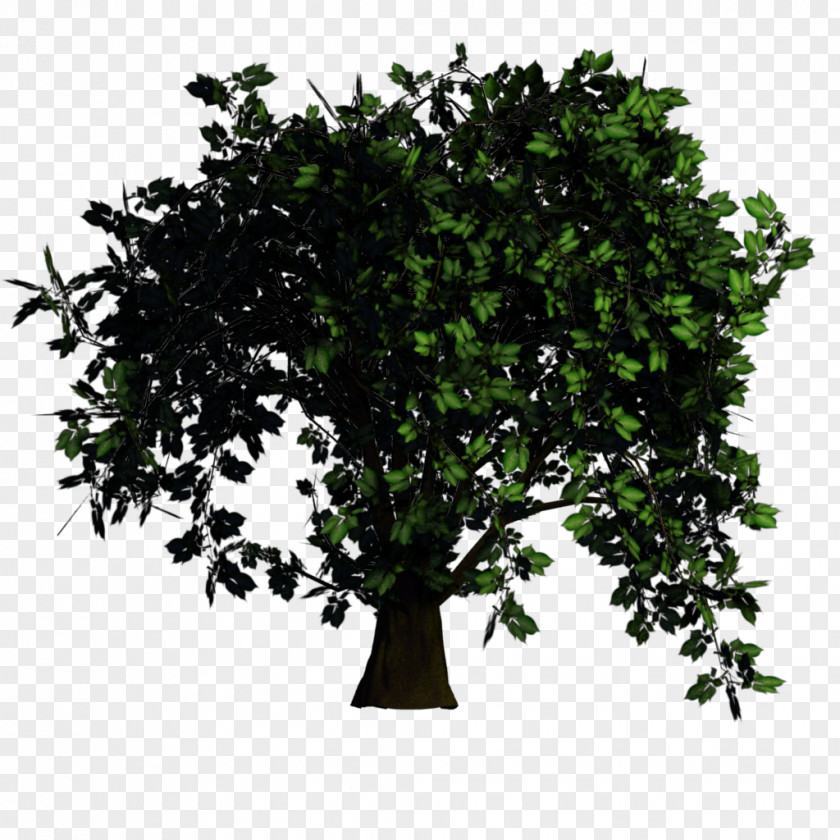 Bonsai Tree Texture Mapping Rendering Elm PNG