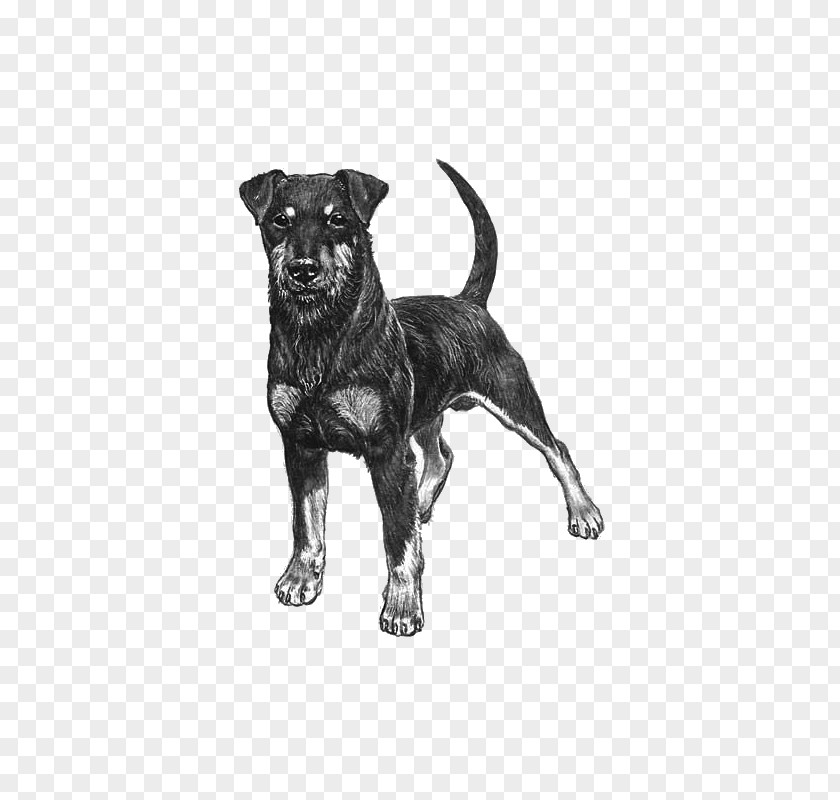 Dog Breed Jagdterrier Staffordshire Bull Terrier Hunting PNG