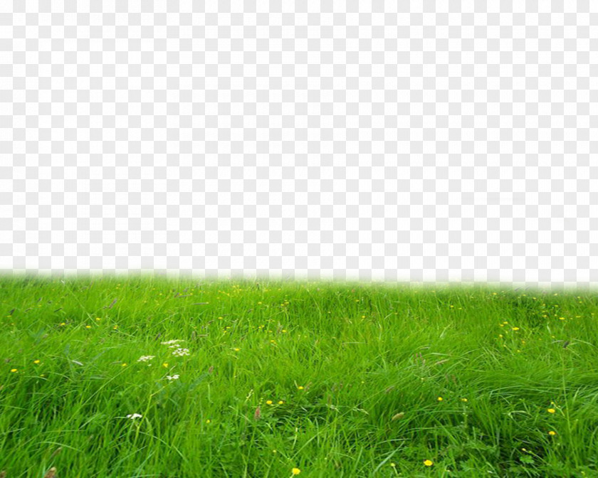 Grass High-Quality Lawn Icon PNG