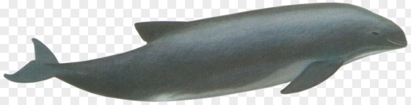 Risso's Dolphin Porpoise Car Cetaceans Fish PNG
