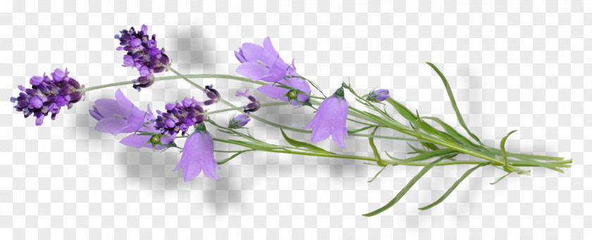 тепло Violet Flower Lilac Lavender Clip Art PNG
