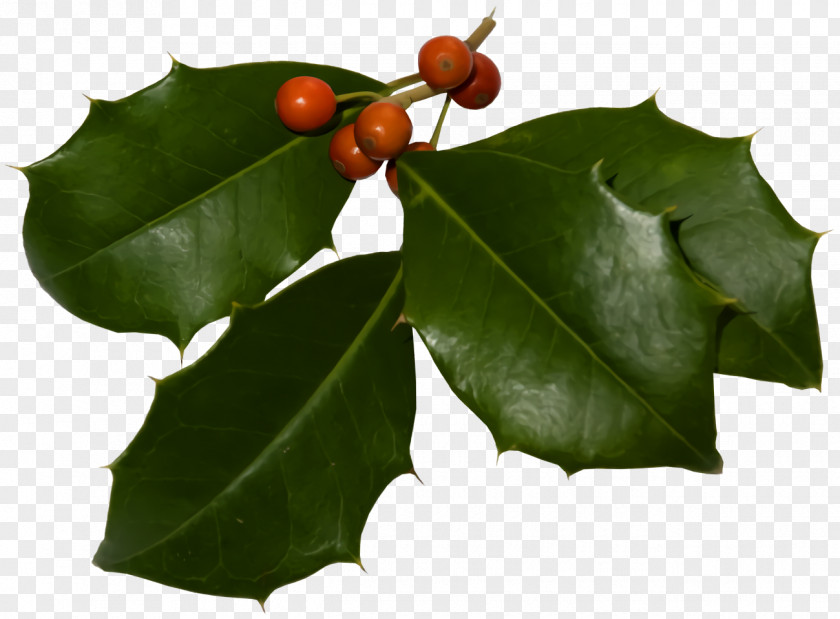 Hollyleaf Cherry Plane Christmas Holly Ilex PNG