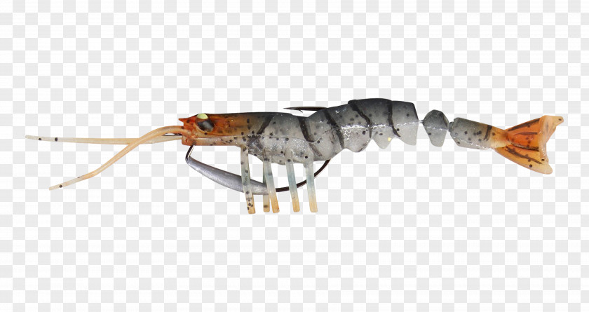 Shrimps Fishing Baits & Lures Recreational PNG