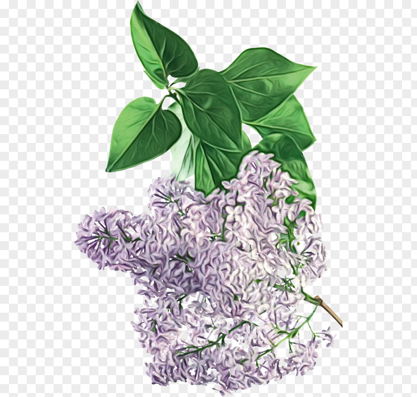 Anthurium Basil Leaf Lilac Plant Flower PNG
