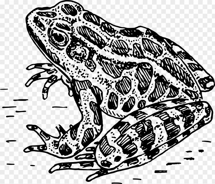 Frog Edible Vertebrate Clip Art PNG