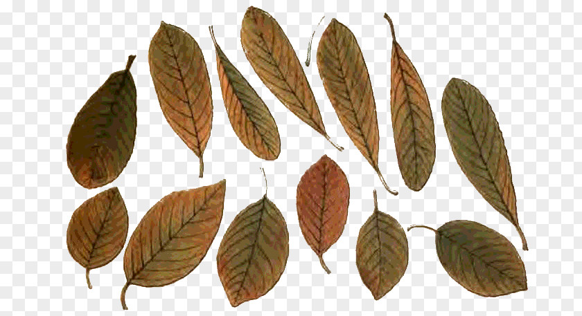 Grupo Leaf Populus Nigra Sect. Aigeiros Tree Sweetgum PNG