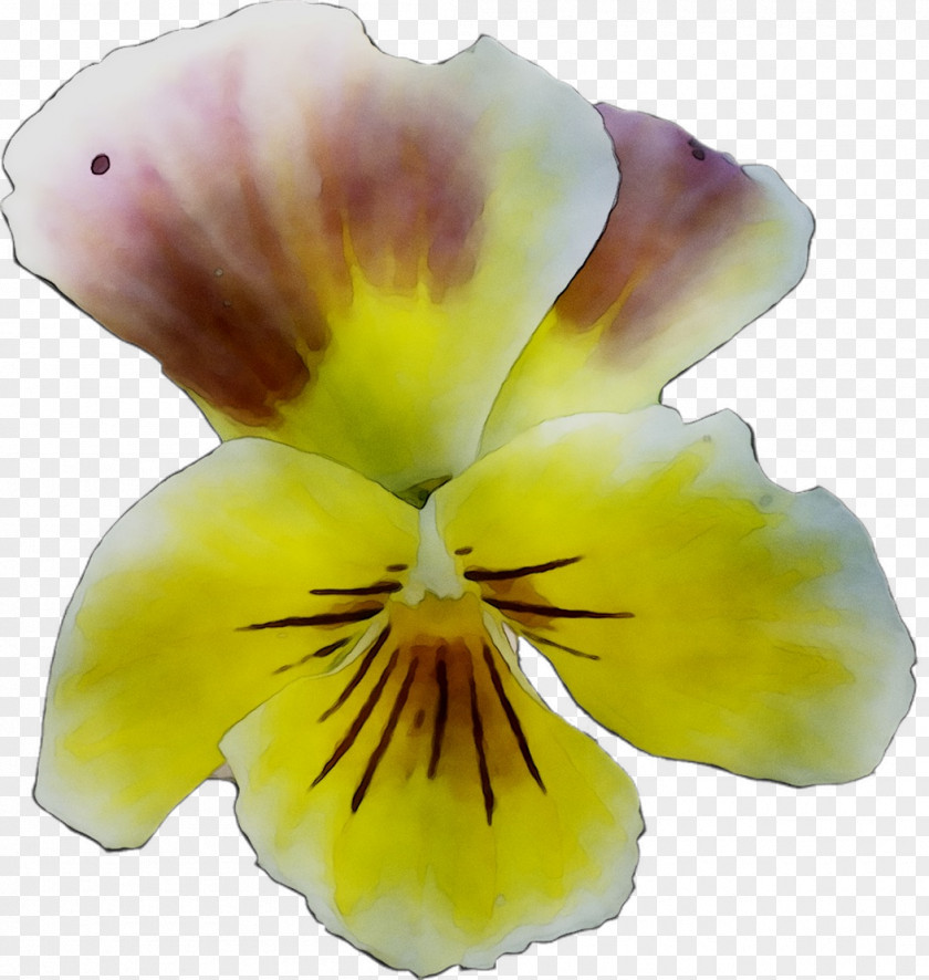 Pansy Yellow PNG