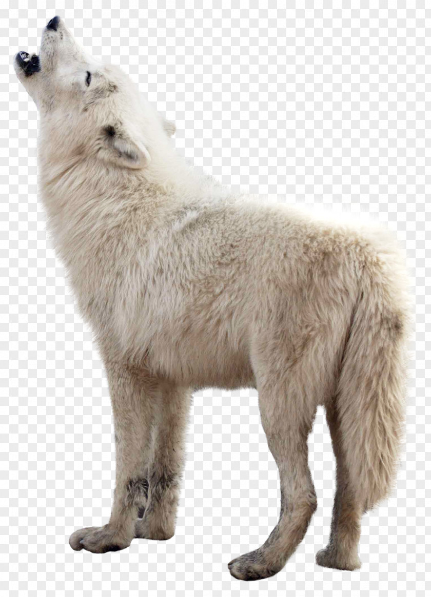Wolf Dog Clip Art PNG