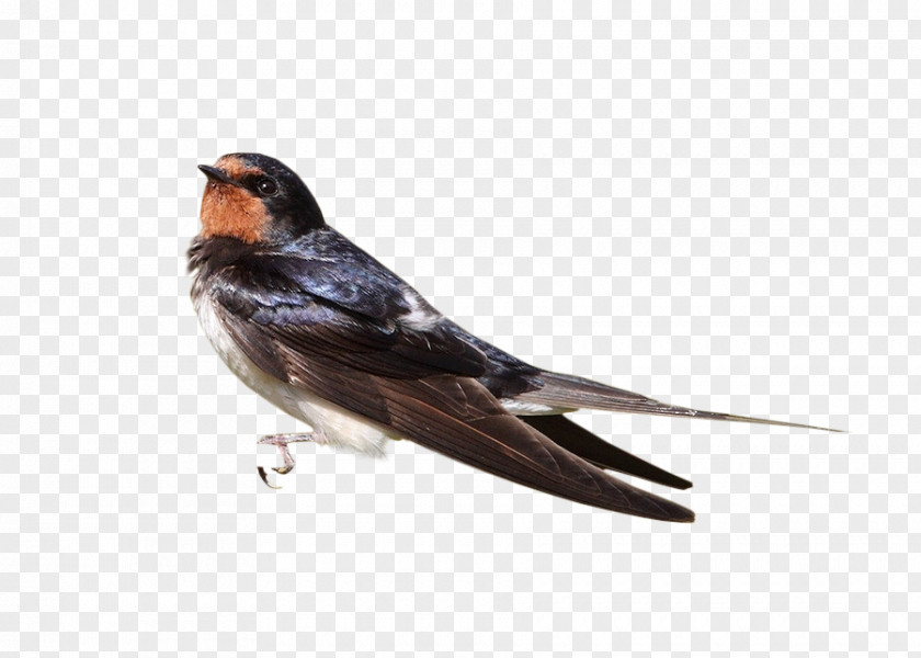 Hand Drawn Sparrow Bird PNG