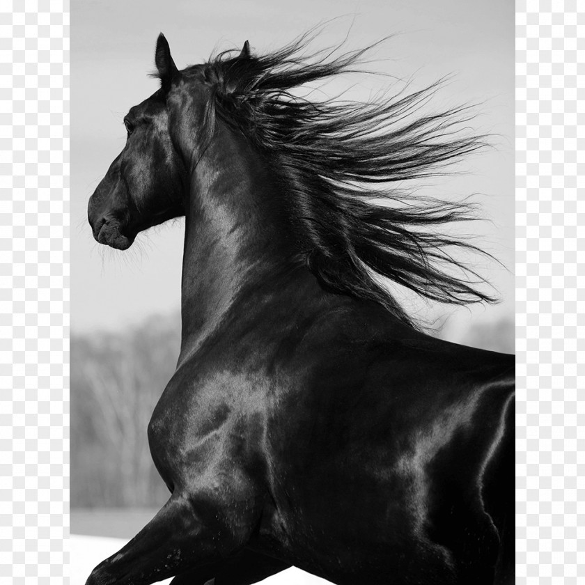 Horse Footprint Mustang Shire Stallion Friesian Mane PNG