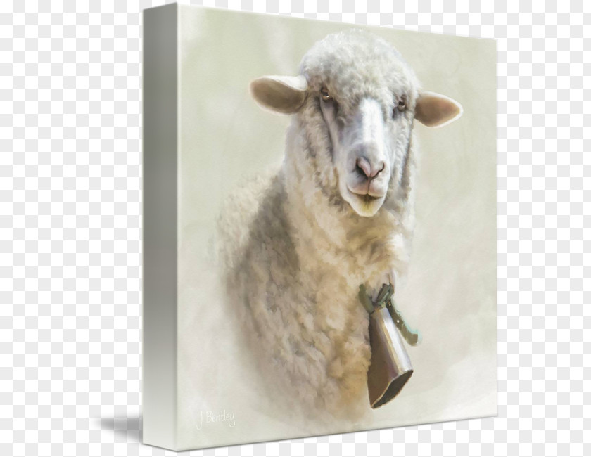 Sheep Gallery Wrap Canvas Art Printing PNG